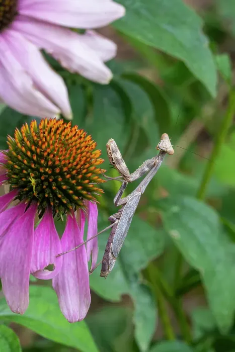 Framed Print : Praying mantis on purple coneflower Framed Print : Praying mantis on purple coneflower