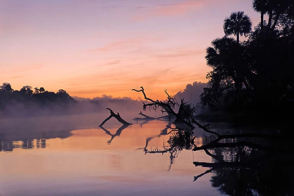 Predawn view of mist and fallen trees reflecting on blackwater area of St. Johns River, central Florida