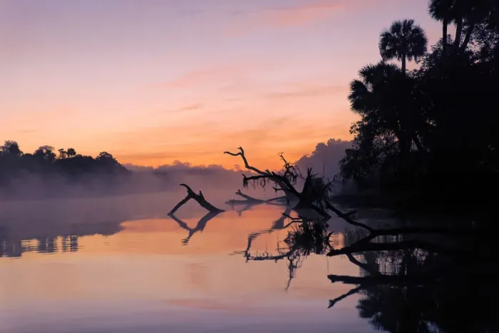 Framed Print : Predawn view of mist and fallen trees reflecting on blackwater area of St. Johns River, central Florida Framed Print : Predawn view of mist and fallen trees reflecting on blackwater area of St. Johns River, central Florida
