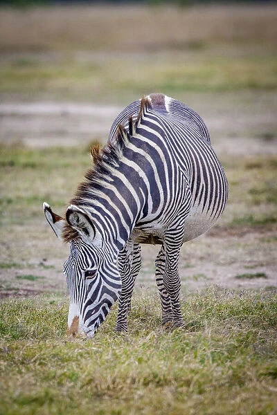 A pregnant Grevys zebra mare