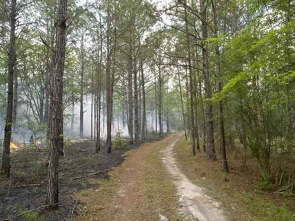 Prescribed burn, Rockhill Preserve, Nature Conservancy, Florida