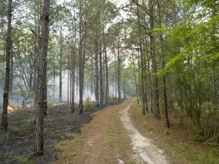 Framed Print : Prescribed burn, Rockhill Preserve, Nature Conservancy, Florida Framed Print : Prescribed burn, Rockhill Preserve, Nature Conservancy, Florida