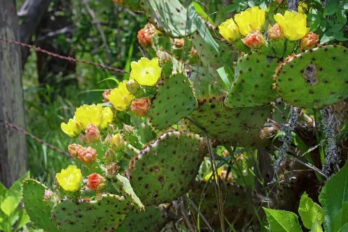 Framed Print : Prickly pear cactus in bloom Framed Print : Prickly pear cactus in bloom