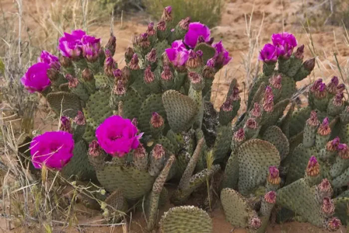 Framed Print : Prickly Pear Cactus, in bloom, Valley of Fire State Park, Nevada, USA