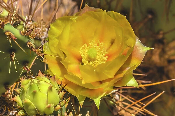 Prickly pear cactus blooming, Desert Botanical Garden, Phoenix, Arizona