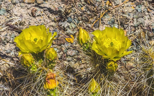 Prickly pear cactus blooming, Petrified Forest National Park, Arizona