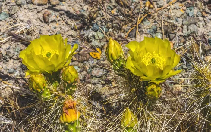 Framed Print : Prickly pear cactus blooming, Petrified Forest National Park, Arizona Framed Print : Prickly pear cactus blooming, Petrified Forest National Park, Arizona