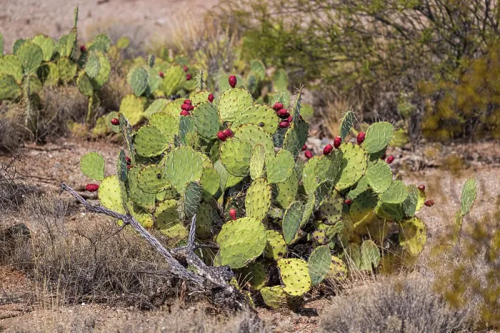 Framed Print : Prickly pear cactus with lots of fruit. Sonoran Desert Framed Print : Prickly pear cactus with lots of fruit. Sonoran Desert