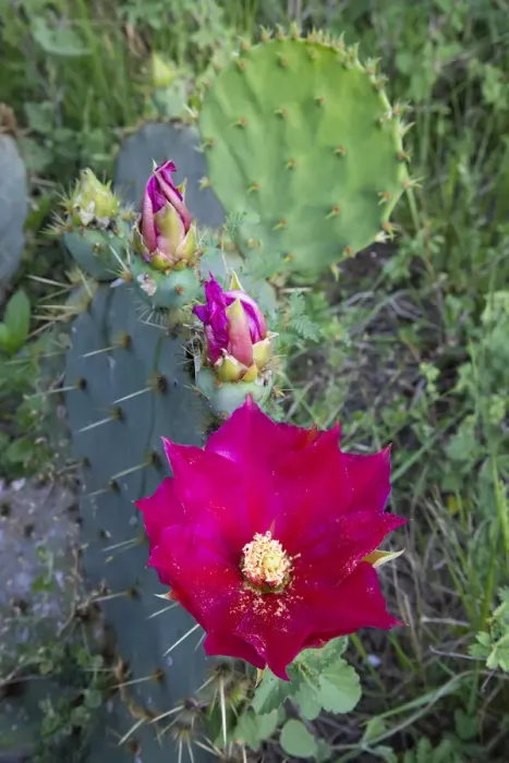 Framed Print : Prickly Pear Cactus (Opuntia sp. ) blooming Framed Print : Prickly Pear Cactus (Opuntia sp. ) blooming
