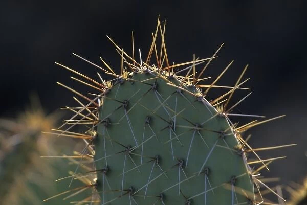 Prickly pear cactus (Opuntia spp), Saguaro National Park, Tucson, Arizona