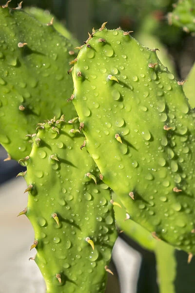 Prickly Pear cactus, USA
