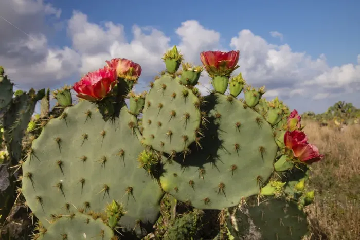 Framed Print : Prickly pear (Opuntia lindheimeri) cactus in bloom Framed Print : Prickly pear (Opuntia lindheimeri) cactus in bloom