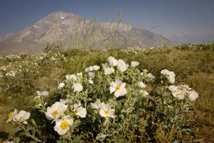 Framed Print : Prickly poppies, Eastern Sierras, Buttermilk Area, Bishop, California Framed Print : Prickly poppies, Eastern Sierras, Buttermilk Area, Bishop, California