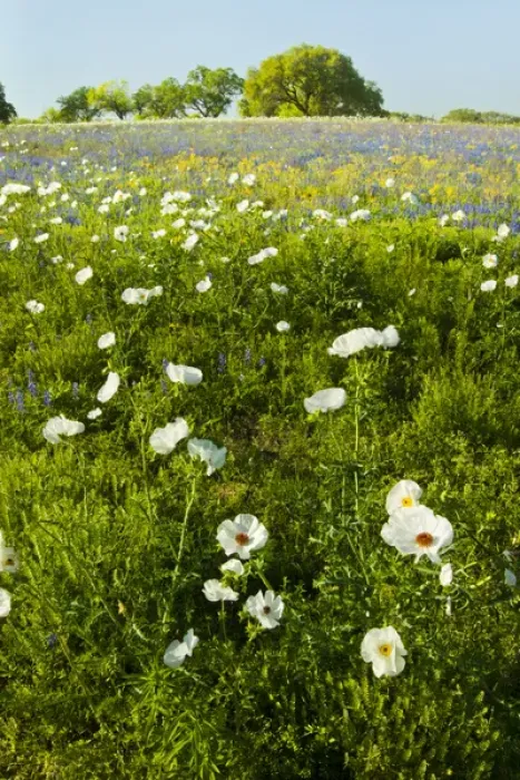 Framed Print : Prickly Poppy blooming in central Texas, spring