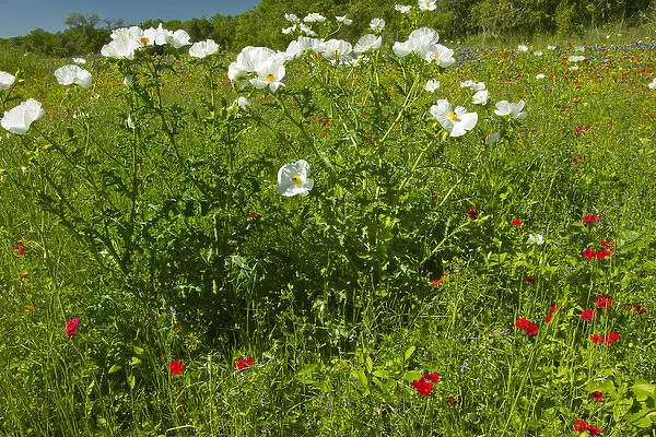 Prickly Poppy blooming in central Texas, spring
