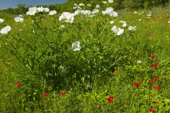 Framed Print : Prickly Poppy blooming in central Texas, spring Framed Print : Prickly Poppy blooming in central Texas, spring