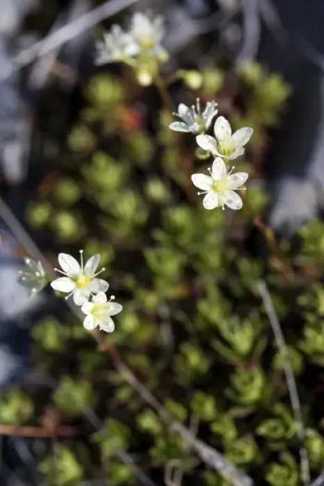 Framed Print : Prickly Saxifrage (Saxifraga tricuspidata) - Arctic National Wildlife Refuge, Alaska