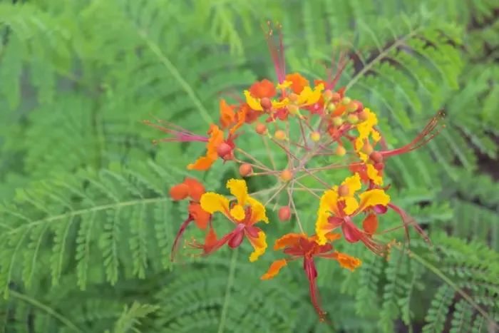Framed Print : Pride of Barbados, Austin, Texas, USA Framed Print : Pride of Barbados, Austin, Texas, USA