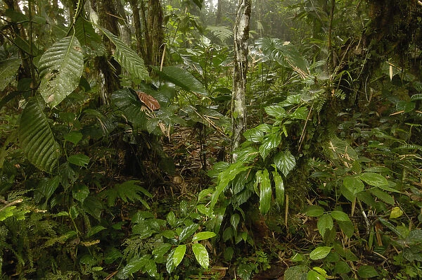 Primary forest, Western slope of Andes ECUADOR. South America