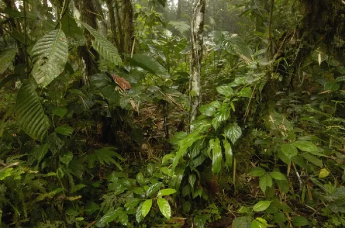 Framed Print : Primary forest, Western slope of Andes ECUADOR. South America Framed Print : Primary forest, Western slope of Andes ECUADOR. South America