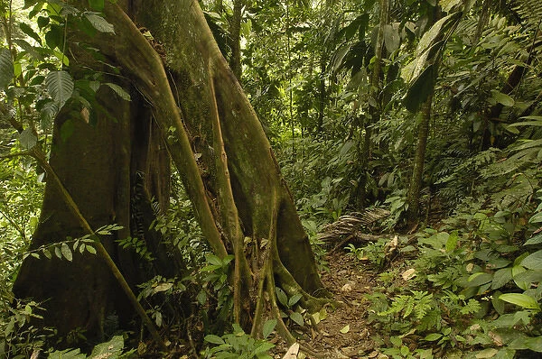 Primary forest, Western slope of Andes ECUADOR. South America