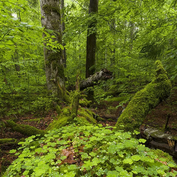Primeval forest in the National Park Bavarian Forest (Bayerischer Wald)