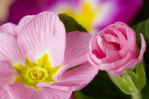 Detail of primrose blossoms. Credit as: Don Paulson  /  Jaynes Gallery  /  DanitaDelimont