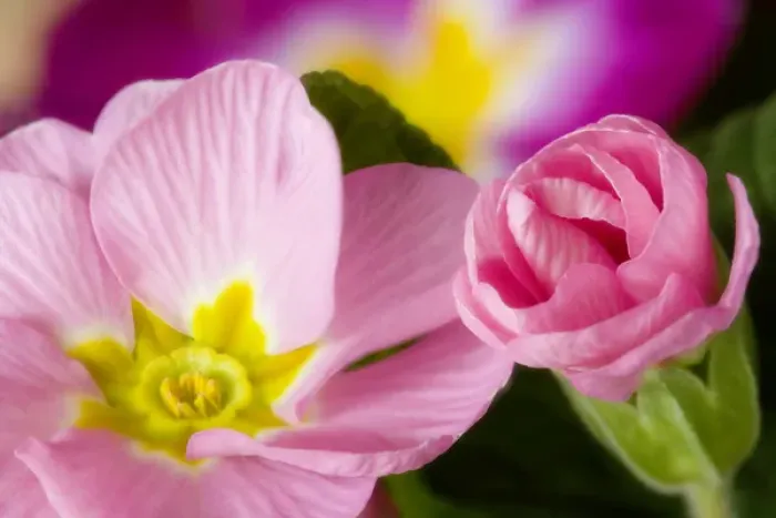 Framed Print : Detail of primrose blossoms. Credit as: Don Paulson / Jaynes Gallery / DanitaDelimont Framed Print : Detail of primrose blossoms. Credit as: Don Paulson / Jaynes Gallery / DanitaDelimont