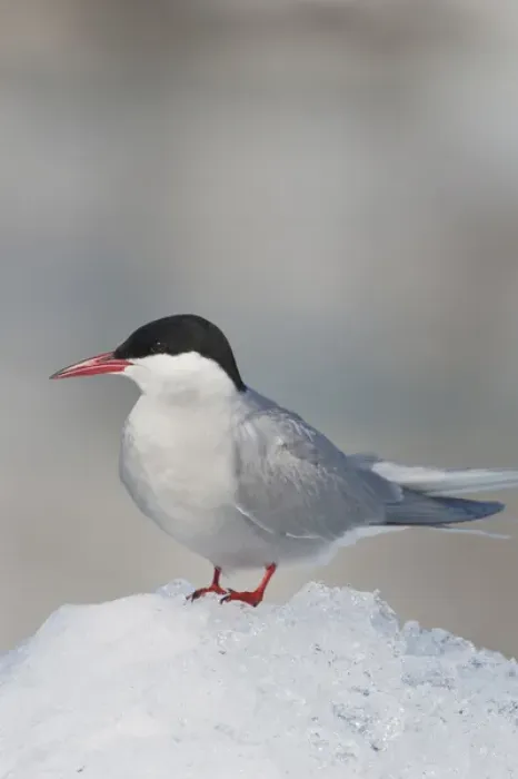 Framed Print : Prince William Sound, Alaska, an arctic tern rests on an iceberg in Port Nellie Juan during Framed Print : Prince William Sound, Alaska, an arctic tern rests on an iceberg in Port Nellie Juan during