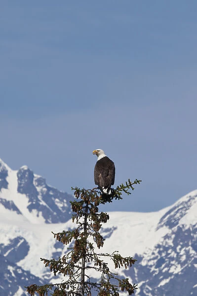 Prince William Sound, Alaska, a bald eagle perches in a sitka spruce top at College Fiord