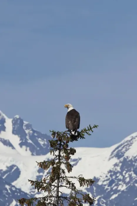 Framed Print : Prince William Sound, Alaska, a bald eagle perches in a sitka spruce top at College Fiord