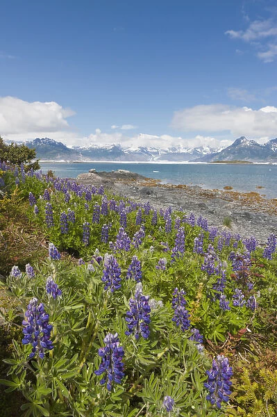Prince William Sound, Alaska, lupine growing along the shore of Heather Island in