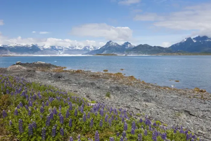 Framed Print : Prince William Sound, Alaska, lupine growing along the shore of Heather Island in Framed Print : Prince William Sound, Alaska, lupine growing along the shore of Heather Island in