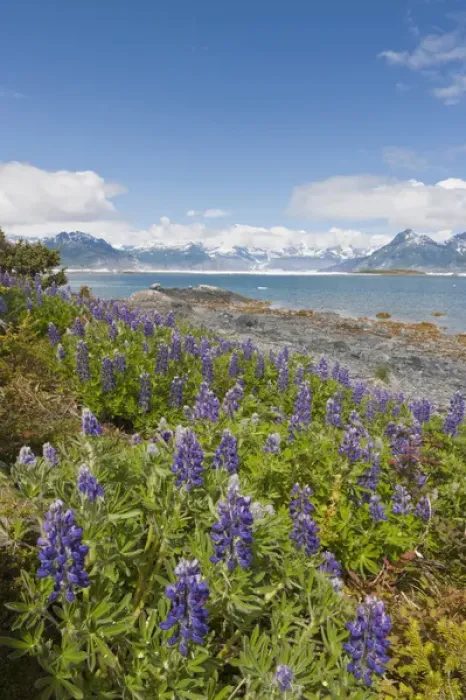 Framed Print : Prince William Sound, Alaska, lupine growing along the shore of Heather Island in