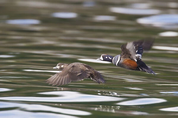 Prince William Sound, Alaska, a pair of harlequin ducks takes flight from the calm