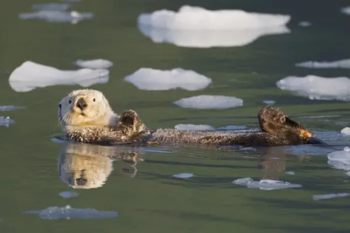Framed Print : Prince William Sound, Alaska, sea otters play on icebergs at Surprise Inlet, Harriman Framed Print : Prince William Sound, Alaska, sea otters play on icebergs at Surprise Inlet, Harriman