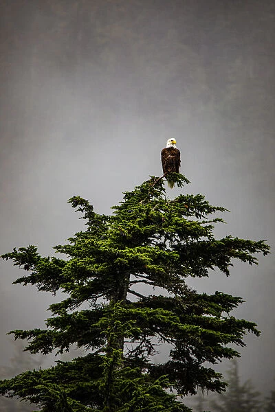 Prince William Sound, Alaska, Valdez, Bald Eagle perched on evergreen tree