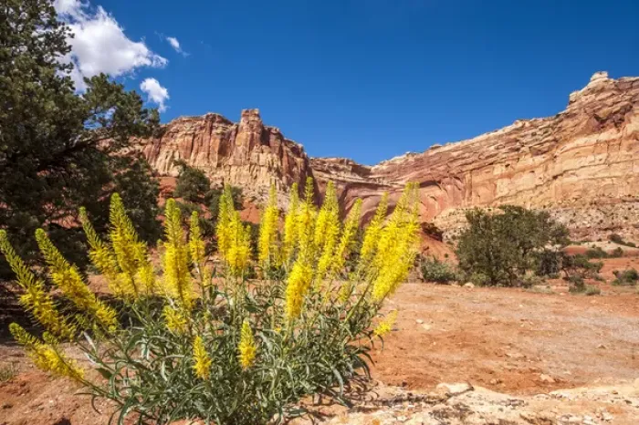 Framed Print : Princeas plume (Stanleya pinnata) wild flowers, Capitol Reef National Park, Utah, USA Framed Print : Princeas plume (Stanleya pinnata) wild flowers, Capitol Reef National Park, Utah, USA