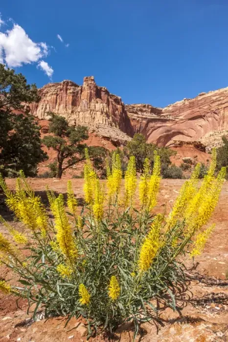 Framed Print : Princeas plume (Stanleya pinnata) wild flowers, Capitol Reef National Park, Utah, USA