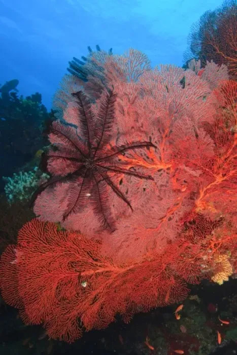 Framed Print : Pristine Gorgonian Sea Fans and crinoids, Bligh Water, Viti Levu, Fiji, South Pacific