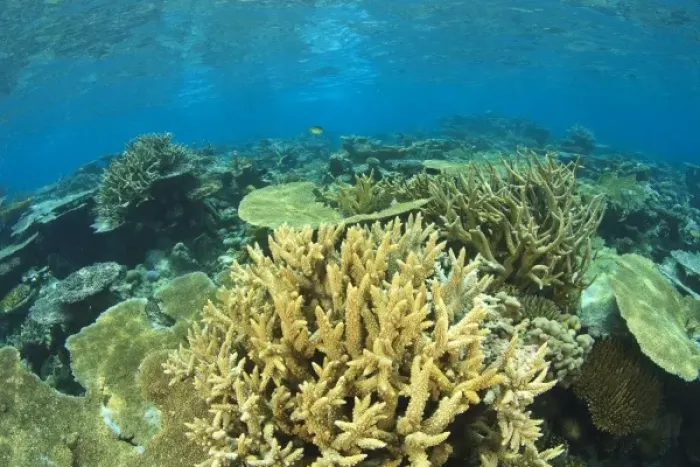 Framed Print : Pristine hard coral reef, North Huvadhoo Atoll, Southern Maldives, Indian Ocean