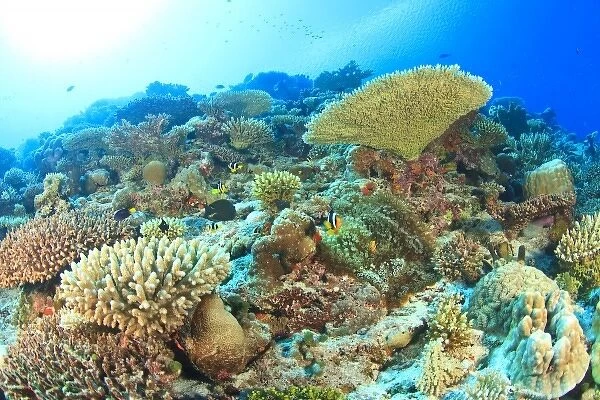 Pristine hard coral reef, South Huvadhoo Atoll, Southern Maldives, Indian Ocean