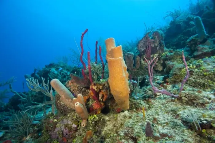 Framed Print : pristine reef with red rope & branching vase sponges, North Side of Utila, Bay Islands Framed Print : pristine reef with red rope & branching vase sponges, North Side of Utila, Bay Islands