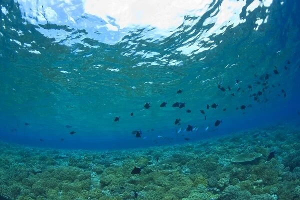 Pristine Scuba Diving at Tukang Besi  /  Wakatobi Archilpelago Marine Preserve, South Sulawesi