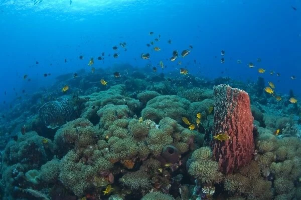 Pristine Scuba Diving at Tukang Besi  /  Wakatobi Archilpelago Marine Preserve, South Sulawesi