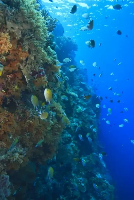 Framed Print : Pristine Scuba Diving at Tukang Besi  /  Wakatobi Archilpelago Marine Preserve, South Sulawesi