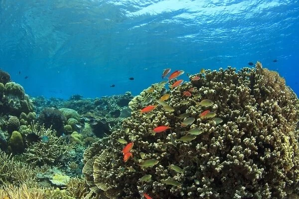 Pristine shallow hard & soft coral reef, scalefin anthias fish, Kalabahi Bay, Alor Island