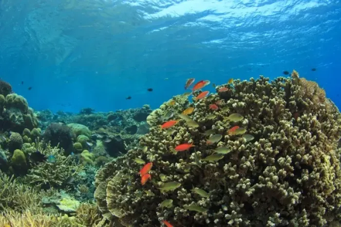Framed Print : Pristine shallow hard & soft coral reef, scalefin anthias fish, Kalabahi Bay, Alor Island Framed Print : Pristine shallow hard & soft coral reef, scalefin anthias fish, Kalabahi Bay, Alor Island