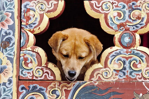 A privileged dog peeks through an elaborately painted window at the Gangteng Monastery