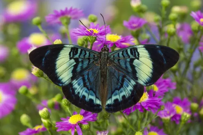 Framed Print : The Procilla Beauty Butterfly, Panacea procilla Framed Print : The Procilla Beauty Butterfly, Panacea procilla